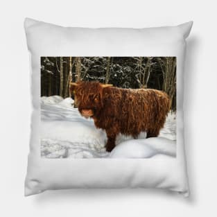 Scottish Highland Cattle Calf 1645 Pillow