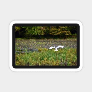 "Egret Beauty" Magnet