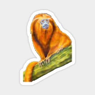 Golden Lion Tamarin Magnet