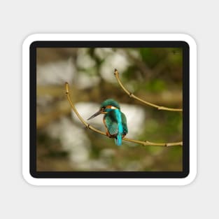 Kingfisher Magnet