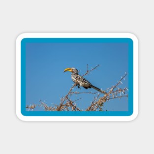 Namibia. Etosha National Park. Southern Yellow-Billed Hornbill. Magnet