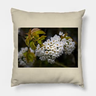 Japanese Cherry blossom in a shaft of light Pillow