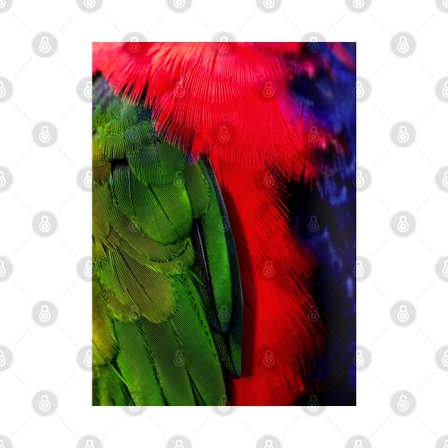 Parrot feathers by artbypond