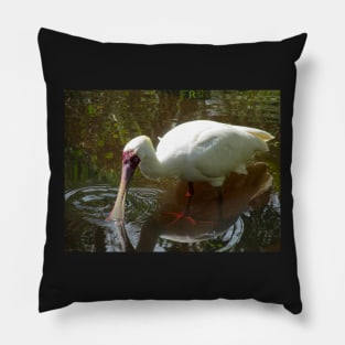 African Spoonbill wading in the shallows Pillow