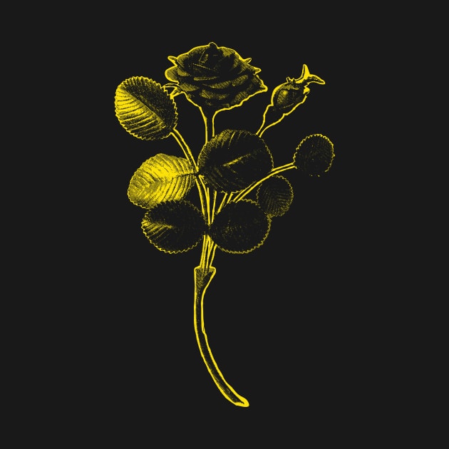 Rosa de Pelagio Black Rose Yellow Outline Image by pelagio