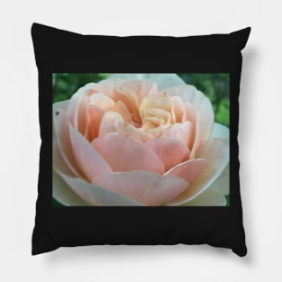 Pink Rose Pillow