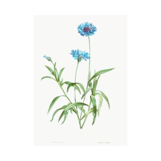 Cornflower - Botanical Illustration T-Shirt