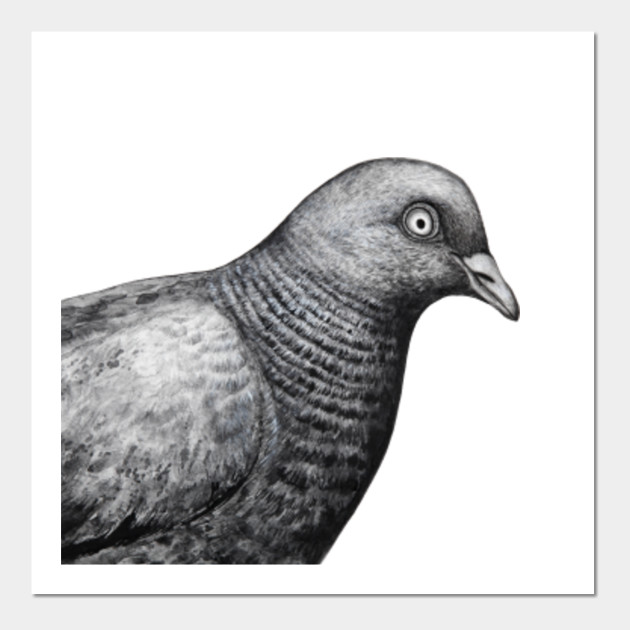 pigeon