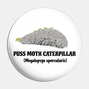 Puss Moth Caterpillar with Scientific name Pin