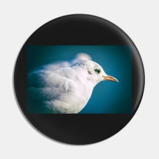 Juvenile Black-headed Gull Pin