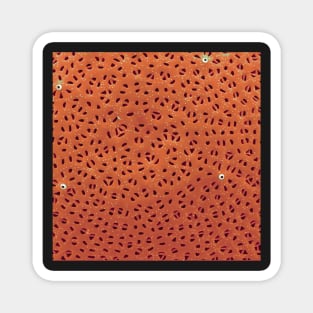 Diatom - Stephanodiscus niagarae (external, orange) Magnet