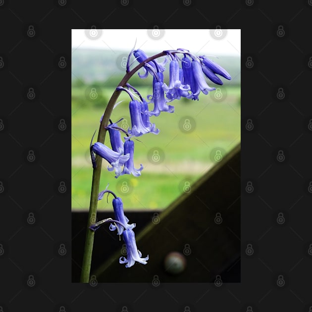 English Bluebells - Hyacinthoides non-scripta by AH64D