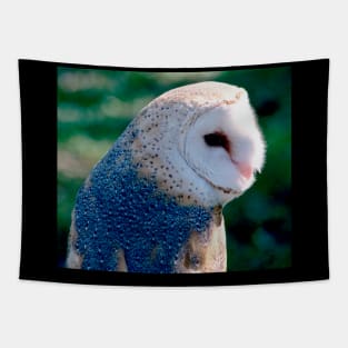 Colorful Wild Owl Bird Tapestry