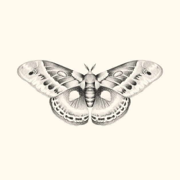 Moth by lesleyrink