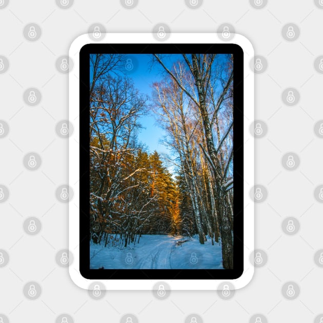 Winter landscape with snow-covered spruce forest. Magnet by Olga Berlet