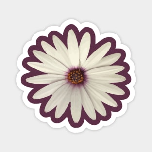 Happy Flower White African Daisy Isolated Magnet