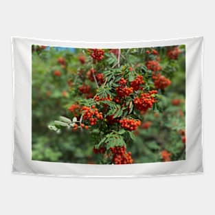 Mountain ash, nature, tree Tapestry