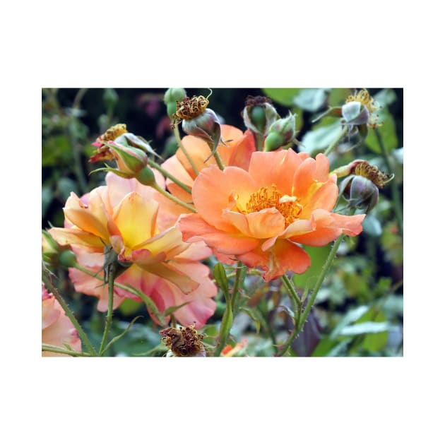 Peach Coloured Roses by pinkal