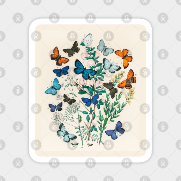Butterflies and Moths Magnet by fleurdesignart
