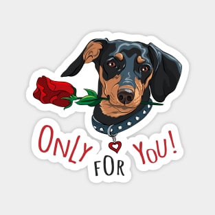 Dog breed Dachshund with red flower Magnet