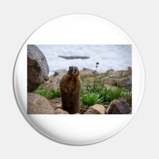 Standing Marmot Pin