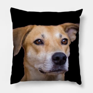 dog Pillow