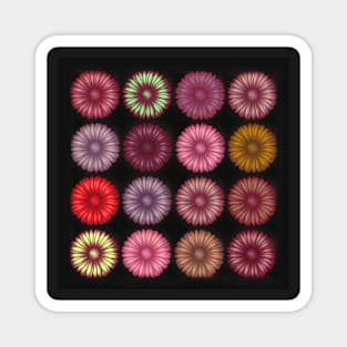 Colorful Daisy Magnet