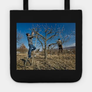 Pruning apple trees Tote