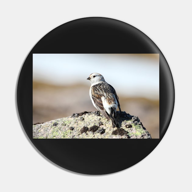 Snow bunting Pin by orcadia