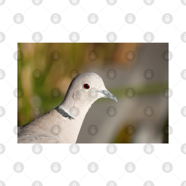 Eurasian collared dove (Streptopelia decaocto) head close-up by SDym Photography