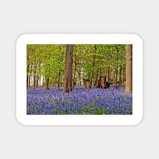 Bluebell Woods Greys Court Oxfordshire UK Magnet