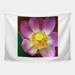 Large Water Lily (Lotus) Flower, Thailand Tapestry