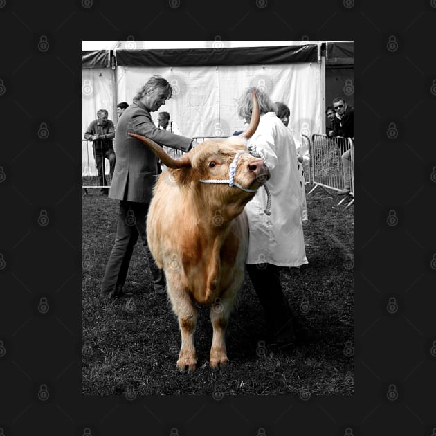 Northumberland Show Bull 2012 by axp7884