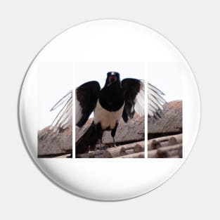 A beautiful black and white eurasian magpie (or Pica pica), with a rare crooked beak, screaming on the tiles of a roof, looking at me with its wings opened. Pin