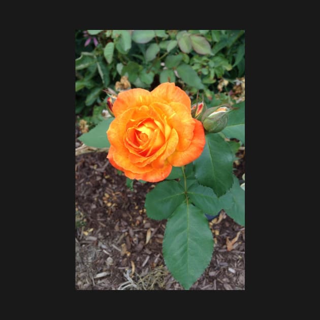 My Favorite Orange Rose by Amanda1775