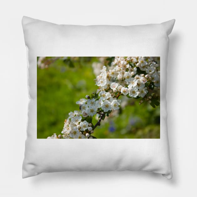 Spring white pear tree flowers on a green field Pillow by chiaravisuals