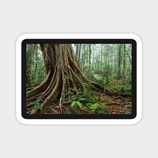 Rainforest, Mary Cairncross Park, Maleny Magnet