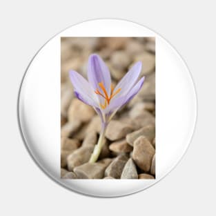 Crocus cancellatus subspecies cancellatus  Autumn flowering crocus Pin