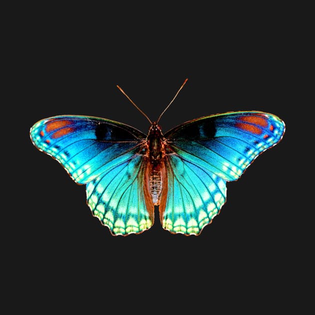 joli papillon photo bleu vert turquoise insecte volant by Catcrea