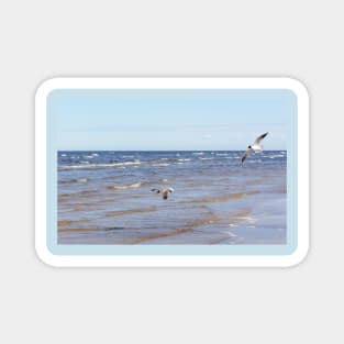 Two seagulls flying above the water Magnet