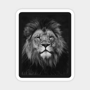 Lion | Unique Beautiful Travelling Home Decor | Phone Cases Stickers Wall Prints | Scottish Travel Photographer  | ZOE DARGUE PHOTOGRAPHY | Glasgow Travel Photographer Magnet