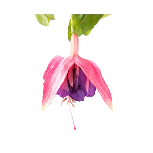 Fuchsia  'Taffeta Bow' by chrisburrows