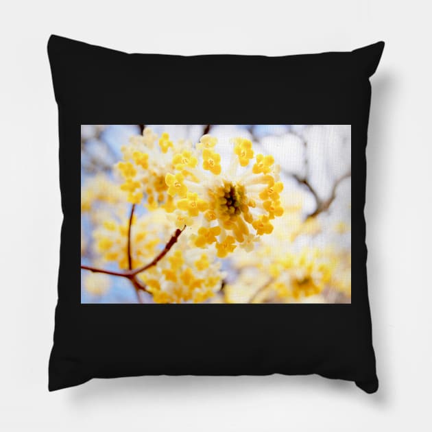 Oriental Paperbush Pillow by WaterGardens