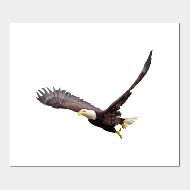 Bald Eagle Bald Eagle Posters And Art Prints Teepublic Uk