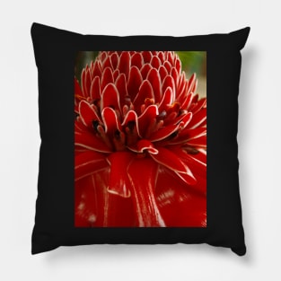 Torch Ginger, Costa Rica, Piedades, Costa Rica Pillow