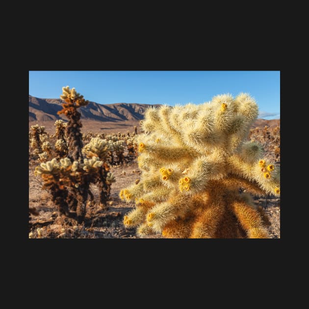 Jumping Cholla by jvnimages