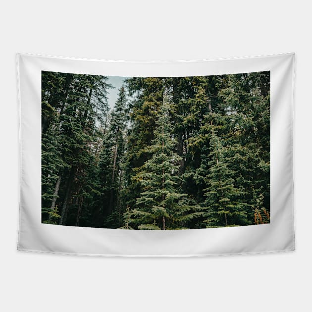 Alpine Evergreen Forest in the Mountains in Summer Tapestry by Amy-K-Mitchell