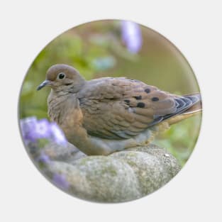 Mourning Dove On Bird Bath Pin