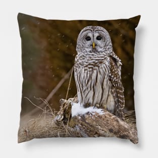 Barred Owl on log Pillow