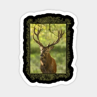 Pure Wildlife: Deer Bull Magnet